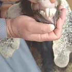 عنز والد للبيع معها تيس السعي على المشتري