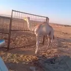 قعود ولد ولد شاهين الجهراء جمل مشري الشراري الام بنت سياف