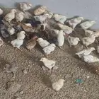 صوص دجاج بلدي