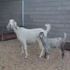 ثنيه عليه جفره