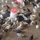 صوص دجاج بلدي