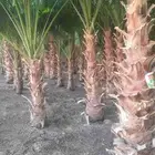 نخيل واشنطني أمريكي زينه