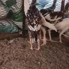 دجاج وديوك باكستاني