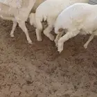 اربعه طليان للبيع