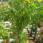 نشتغل تنسيق وتجميل الحدائق وتركيب شبكات الري والعشب الصناعي