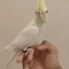 كروان أليف