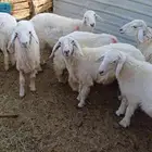 للبيع طليان ورخال