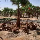 نخيل واشنطني أمريكي زينه