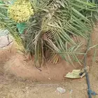 فسائل هلالي صقعي
