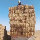 موجود تبن قمح شده طيب مقس 90 95 لبان ويلجر