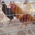 ديك بلدي