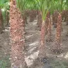 نخيل واشنطني أمريكي زينه