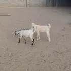 Goats for sale
