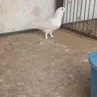 انثه عراقيه عجم