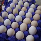 بيض بلدي مخصب