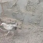 دجاج