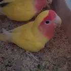 طيور روز منتجه