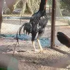 2 ديك باكستاني واحد تركي