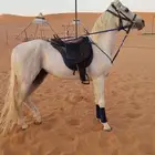 اجار خيل جمال وسيسي للتواصل