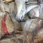 سمك مشكل بلدي طازج بالكيلو