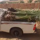 نخل للبيع ع الطلب جميع الانواع متوفره
