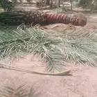 يوجد نخل كبار البيع سكري نبت علي خلاص برحي