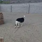 شاه دافع