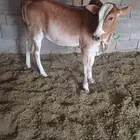 حسيله سمين