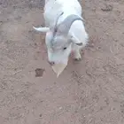 ماعز قزم ثني فحل مشروط