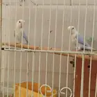 جوز روز بلد اوبلاين