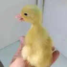 مطلوب صوص بط بكيني