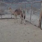 حشوان
