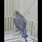 بادجي نورمال