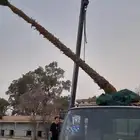 نخل واشنطني زينه للبيع