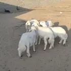 طليان جذعان