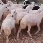رخال هجين رفيد على حري