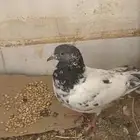 حمامة باكستاني