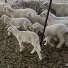 غنم خلفات مراح واحد. تم البيع
