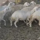 غنم دفيع ومقاريب