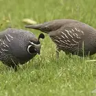سمان كاليفورنيا