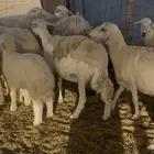 غنم خلفات ودفيع مراح واحد