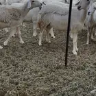 للبيع غنم فواخر