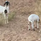 شياه برابر العدد 2