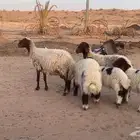 2نعيم معهن 3