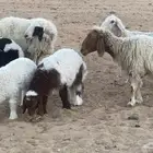 3 نعيم ولد
