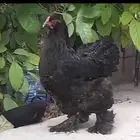 للبيع دجاجتين براهما اسود