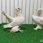 حمام هومر كرنقو لمون   بار