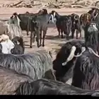 معزا مراح