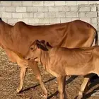 للبيع خبشه والد بكر