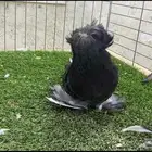 حمام بخاره